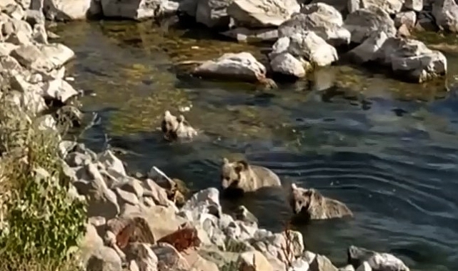 Sıcaktan bunalan yavru boz ayılar Göl'de serinledi