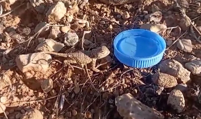 Sıcaktan bunalan yavru bozkır kelerine su verdi