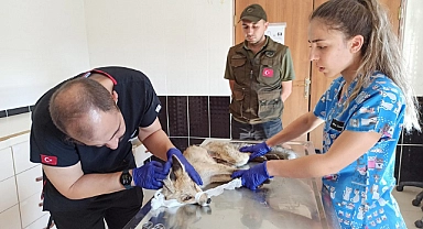 Yaralı tilki Kars’a sevk edildi