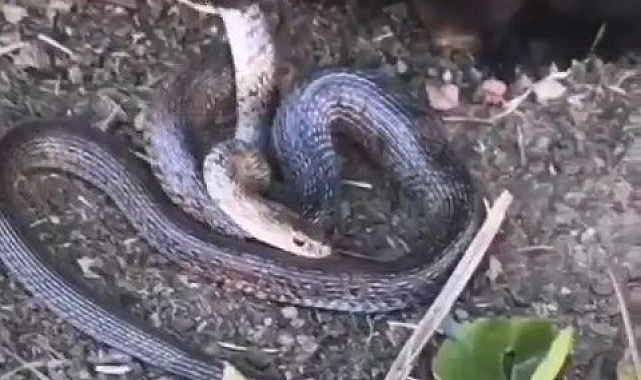 Yavru kedi, 2 metrelik yılanı yakalayıp yemeye çalıştı