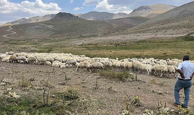 25 bin TL'ye çoban bulunamıyor
