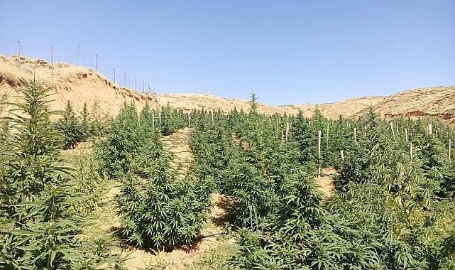 88 bin 766 kök kenevir ele geçirildi