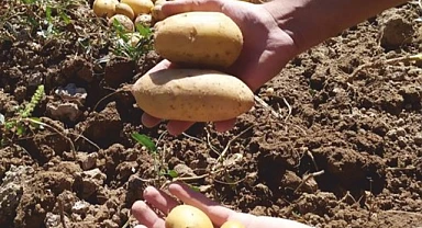 Ardahan’da patates sökümü başladı