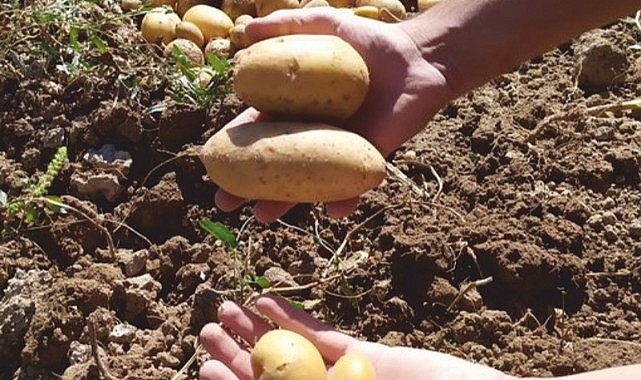 Ardahan’da patates sökümü başladı