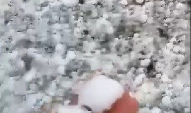 Arpaçay'ı dolu vurdu, çok sayıda kuş telef oldu
