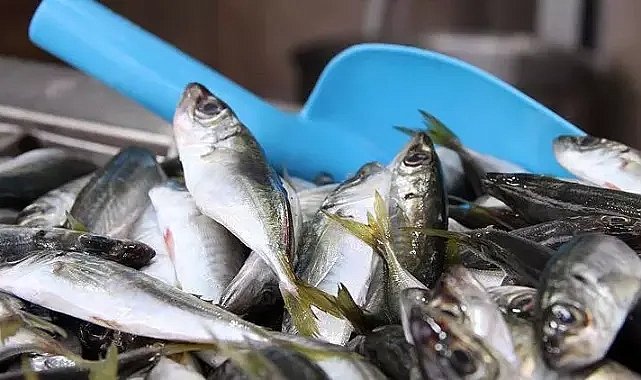 Av yasağı bitti, sezonun ilk balıkları avlandı