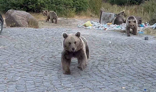Ayıların saldırganlıklarına aldırış etmeden, onları görüntülemeye çalıştılar