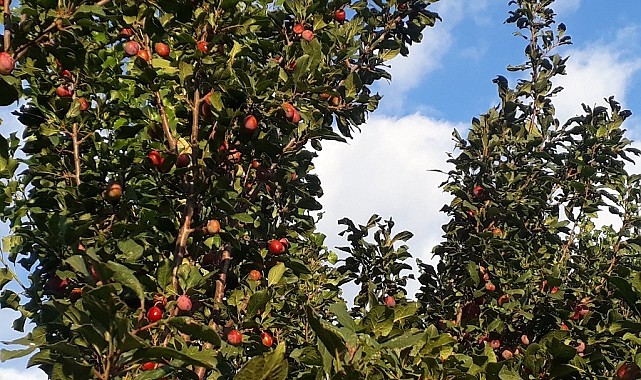 Bin 900 rakımlı Yukarı Canbaz'da Cancur yetiştirdi