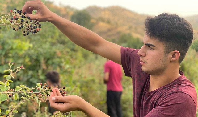 Derecik'te böğürtlen toplama sezonu başladı
