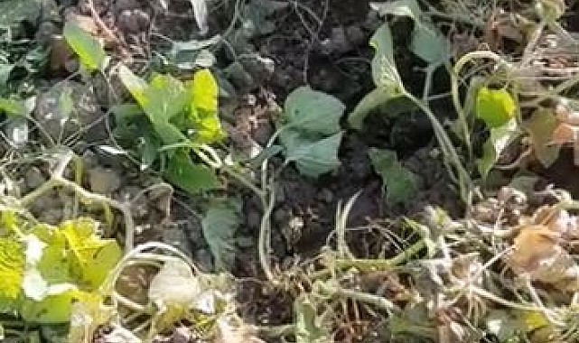 Domuzların talanı bitmiyor: Sebze bahçeleri kullanılmaz hale geldi
