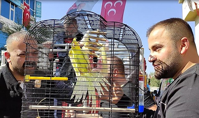 Evden kaçan sultan papağanını bulmak için Ardahan seferber oldu