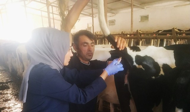 Gelen ithal hayvanların kontrolleri yapılıyor