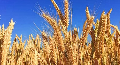 Göle TKK, arpa alımına başladı