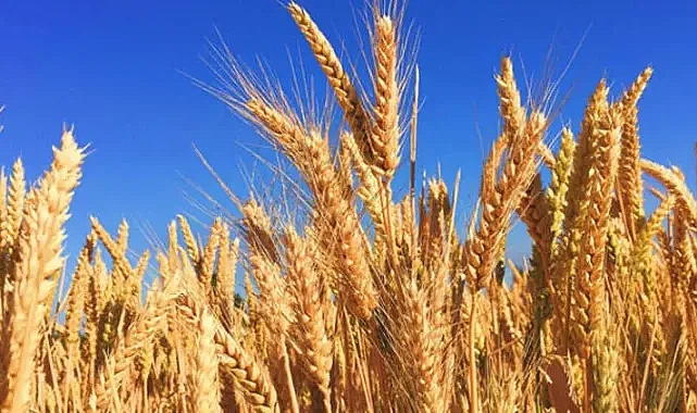 Göle TKK, arpa alımına başladı