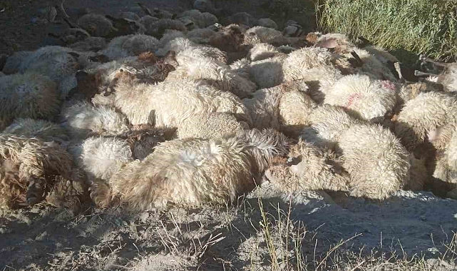 Hakkari&#039;de kurtların saldırdığı 300 koyun birbirini ezerek telef oldu
