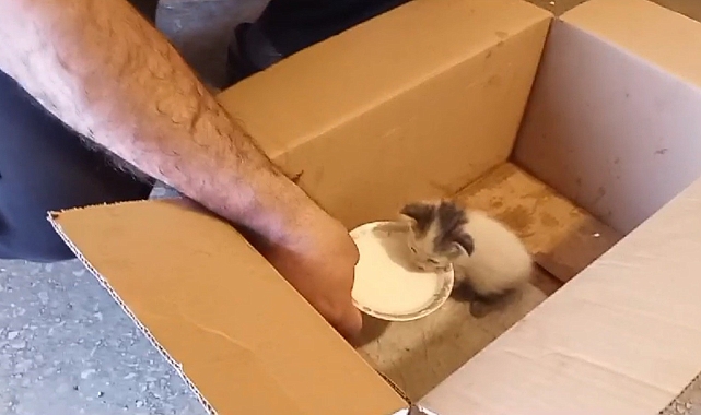 Kars'ta yaralı yavru kedi emin ellerde