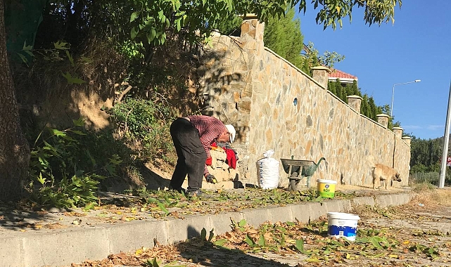 Köylülerin zorlu ceviz hasadı başladı