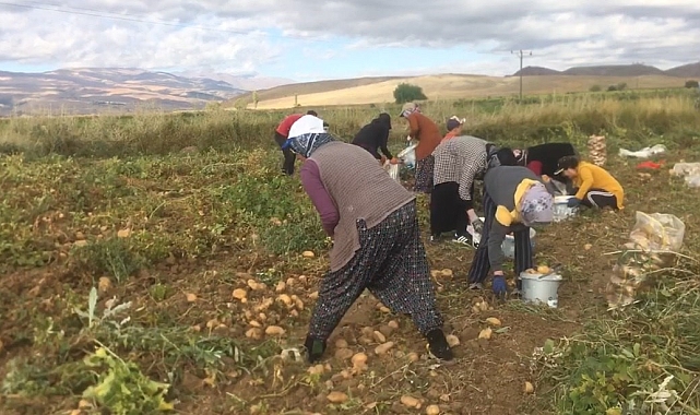Patates hasadı başladı