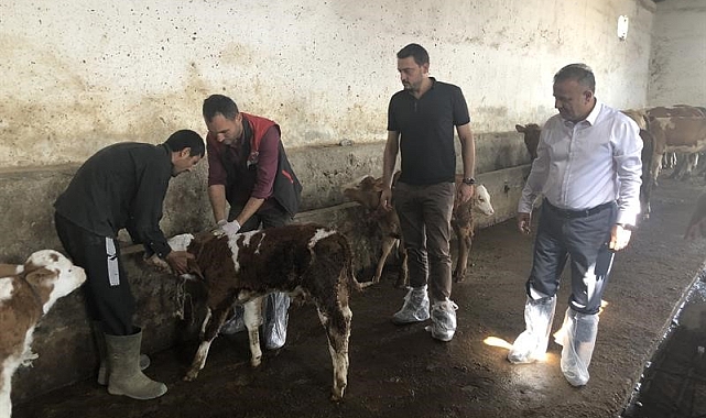 Şap aşılama programı başlatıldı