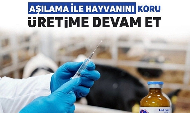 Şap aşılamaları başlıyor