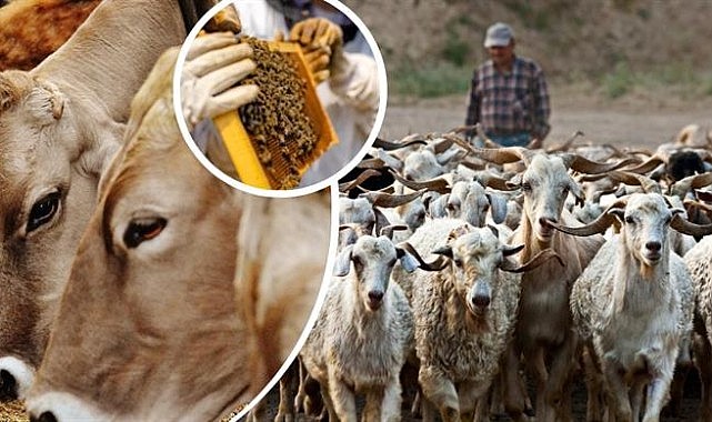 Tarım ve Orman Bakanlığından yöresel hayvancılık projelerine hibe desteği