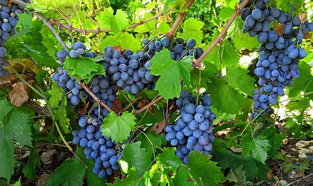 Tescilli köhnü üzümünde hasat başladı