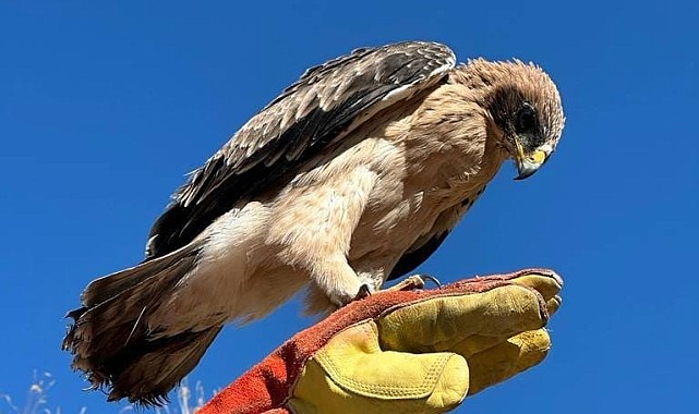 Yaralı halde bulunan kartal tedavi altına alındı