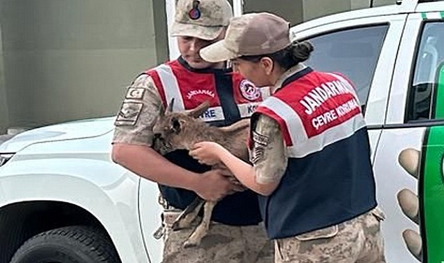 Yaralı yavru dağ keçisine jandarmanın şefkat eli