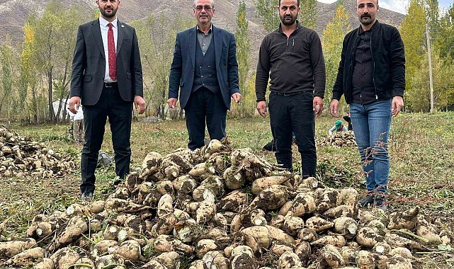 30 yıl aradan sonra şeker pancarı hasadı yapıldı