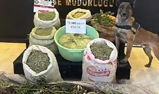 72 kilo esrar 90 kök kenevir ele geçirildi