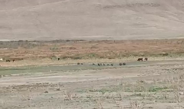 Aç kalan domuz sürüsü mahalleye indi