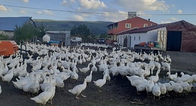 Ardahan’da kaz kesimi başladı