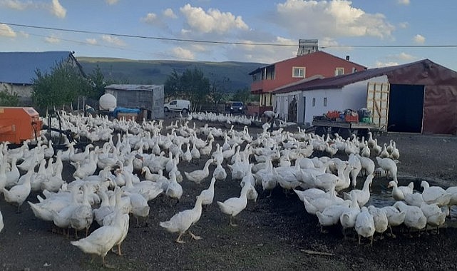 Ardahan’da kaz kesimi başladı