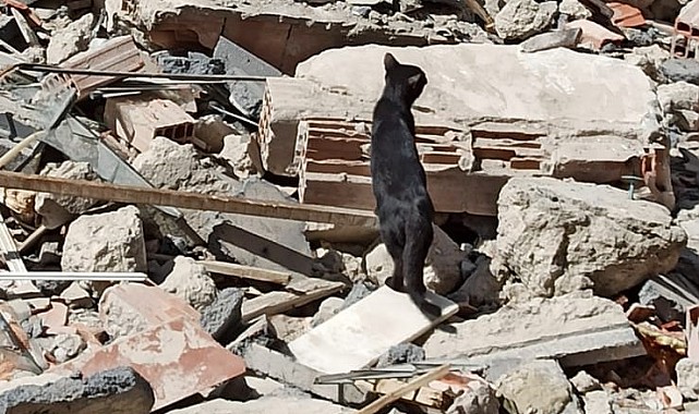 Bina enkazında mahsur kalan yavru kediyi itfaiye kurtardı