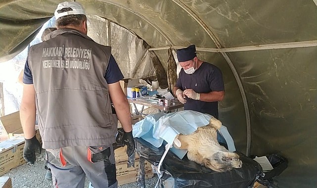 Can dostlar sahra hastanesinde şifa buldu