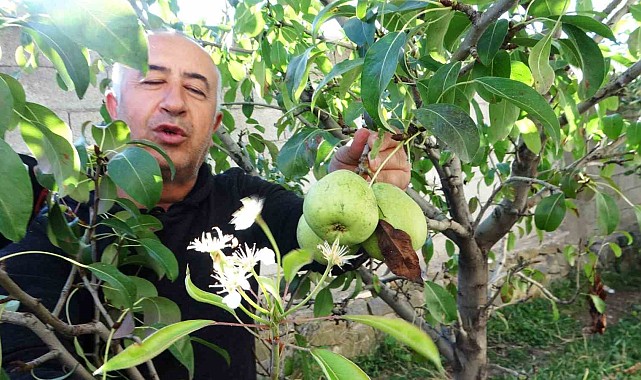 Çiçek açan armut ağacı şaşırttı