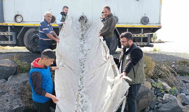 Çıldır Gölü'ne yavru sazan bırakıldı