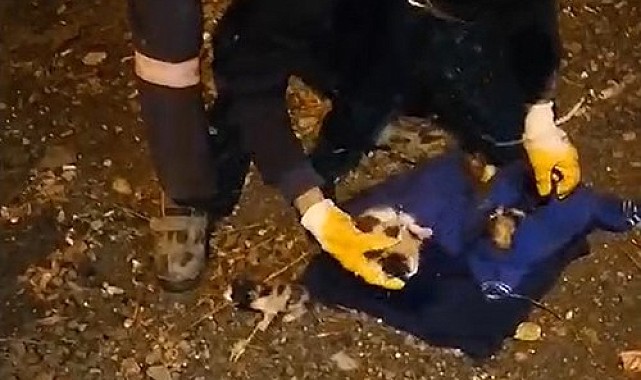Çöpe atılan yavru kediler, belediye temizlik personelinin dikkati sayesinde kurtuldu