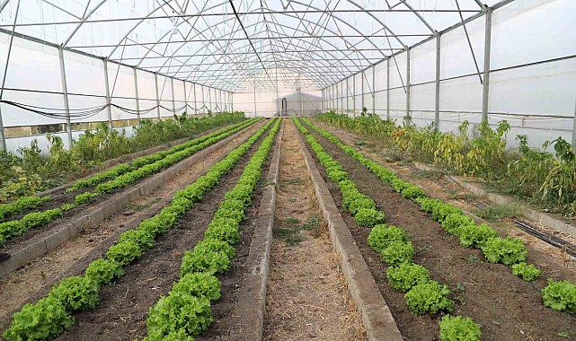 Çukurca seralarında 4 mevsim üretim yapılıyor