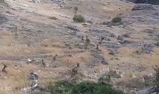 Dağ keçileri sürü halinde görüntülendi