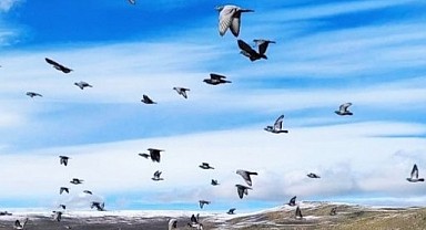 Havaların soğuduğu Ardahan’da kuşların göçü başladı