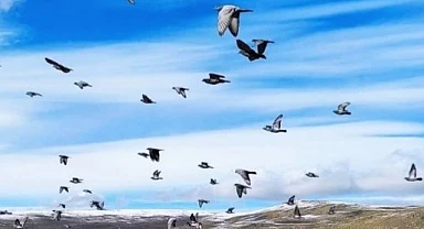 Havaların soğuduğu Ardahan’da kuşların göçü başladı