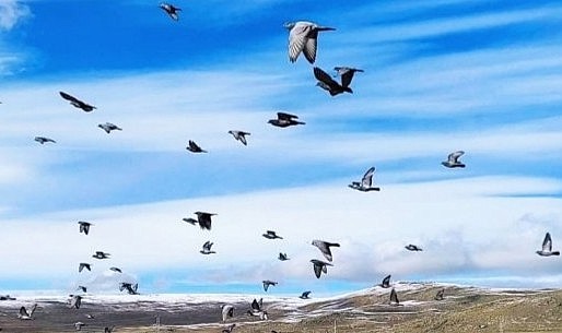 Havaların soğuduğu Ardahan’da kuşların göçü başladı