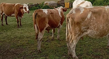 Hayvan hırsızları kış mesaisine başladı