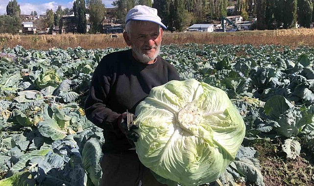 Kars'ta 50 yıldır lahana üretiyor
