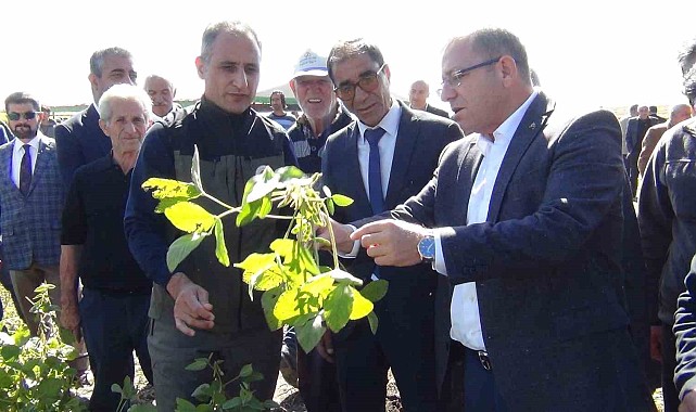 Kars'ta ilkkez ekilen soya fasulyesi hasadı yapıldı