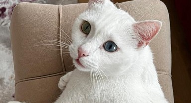 Kayıp kedi Mia bulundu