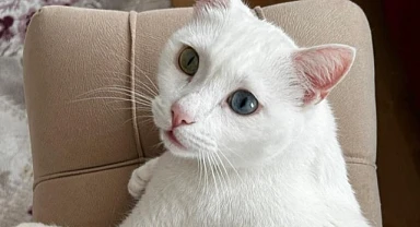 Kayıp kedi Mia bulundu