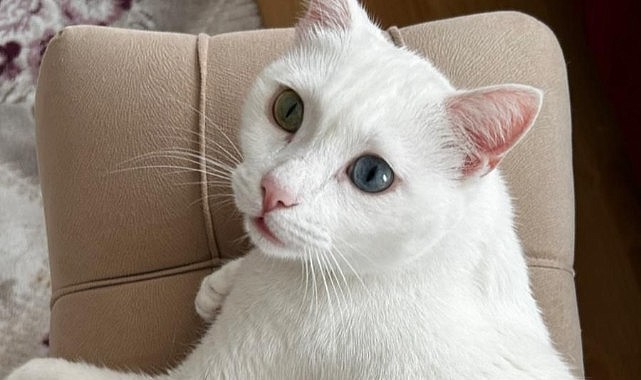 Kayıp kedi Mia bulundu
