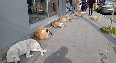 Köprülü Belediyesi, Sokak Hayvanları için gece düzenliyor